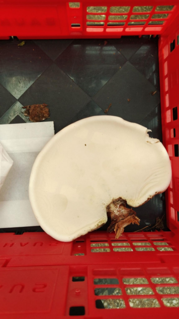 A large white mushroom in a basket