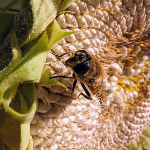 Nahaufnahme. Eine pelzige Fliege hockt auf Sonnenblumenkernen.
