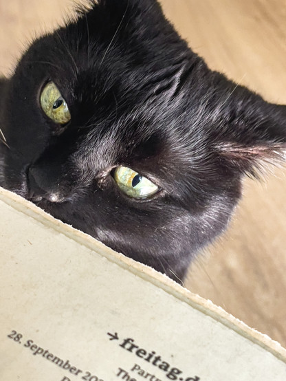 Schwarze Katze die Ã¼ber den Rand einer Zeitung guckt