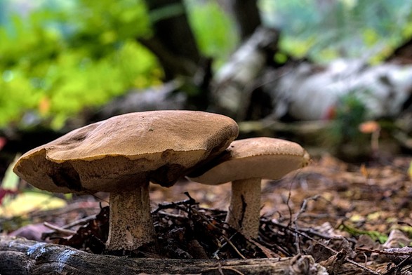 Close-up of brown mushrooms growing on the forest floor.
