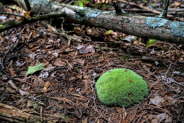 A bright green mossy rock on the forest floor.