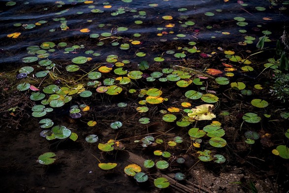 Lily pads floating in the water.