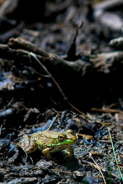 A green frog sitting in mud.