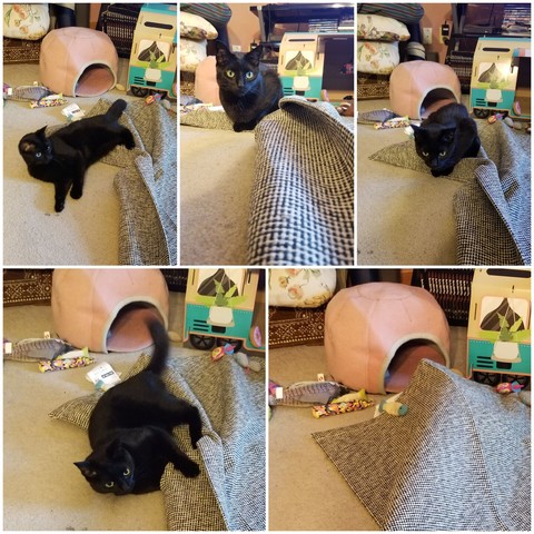 Photo collage of five photos of a black cat playing with the corner of a grayish throw rug. In the last photo she has disappeared completely and is just a lump under the rug.