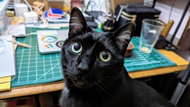 Photo of a black cat sitting in the photographer's lap and looking up at the camera. In the background is a closed laptop on a messy desk.