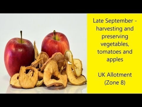 Late September - Harvesting and preserving vegetables, apples and tomatoes (Dehydrate to preserve)