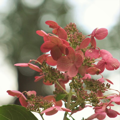 Pink four petaled flowers and clusters of buds bask in the sunlight filtering through the trees above.