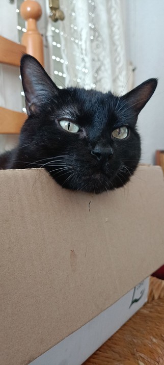 Void sleeping in a box with his head outside the box