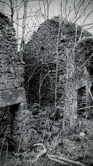 This is a black and white photograph of an abandoned farm building with trees and plants within the remains of the building.
