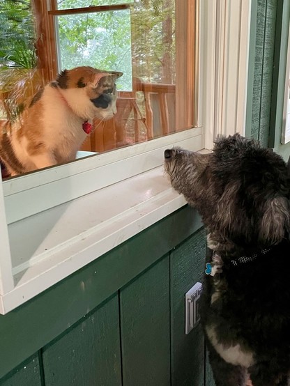 A calico cat inside a window is looking at a dark gray poodle outside the window. The cat's nose is up against the window, as is the dog's nose on the outside.