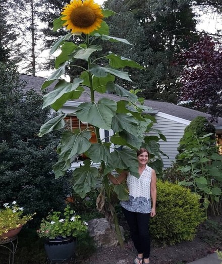 My friends GIANT sunflower