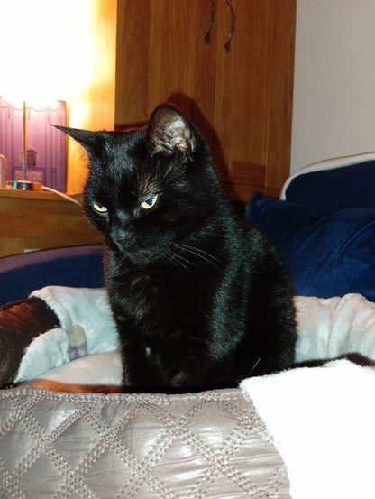 A black cat with yellow eyes, sitting in a cat bed which has a pale grey fleece blanket on it. The cat is not looking directly at the camera and has its head tilted slightly downwards. It is wearing an expression of deep contemplation.