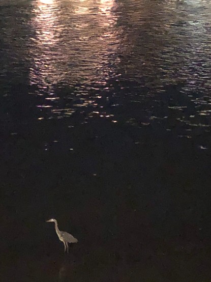 lone heron wading in the Thames at night