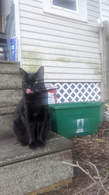 black cat sits on back porch stairs and licks his face after breakfast