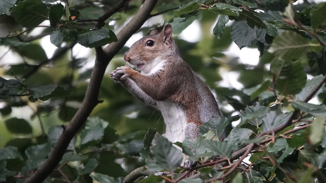 A very reddish grey squirrel standing up in a leafy green tree, holding a nut in its paws that it is eating.