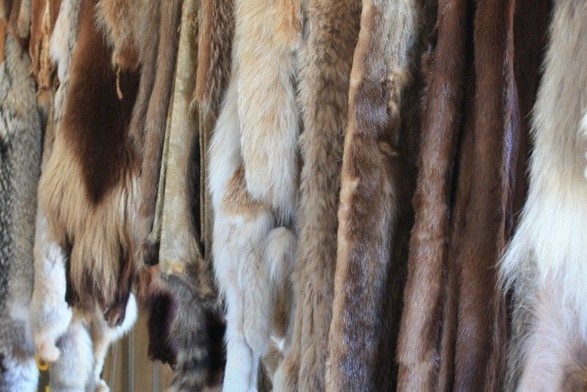 A selection of furs that might have been hung to dry in any storehouse found in any of theHBC posts in Canada and WA state.