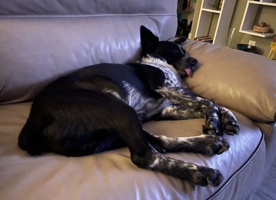 Black and white herding dog laying on a tan leather sofa with his eyes open and his tongue hanging out