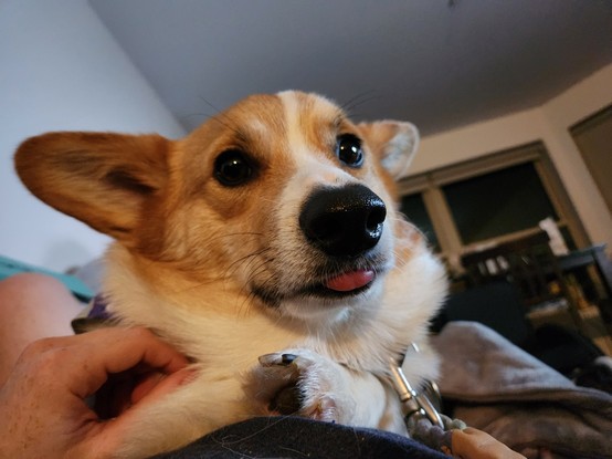 View from below of young orange corgi with his tongue sticking just a little bit out