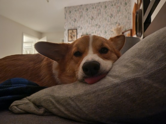 A sleepy orange corgi with eyes slightly closed and head resting on a pillow, his tongue sticking out