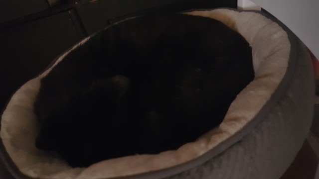 black cat curled unto ball in a bed with light color that provides contrast