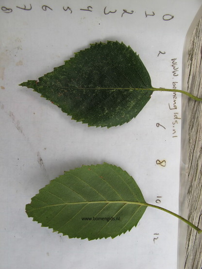 blad-leaf-blatt-feuille-hoja