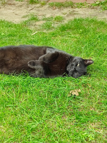 Black cat (Hermine) pretending to be a little kitten on the lawn