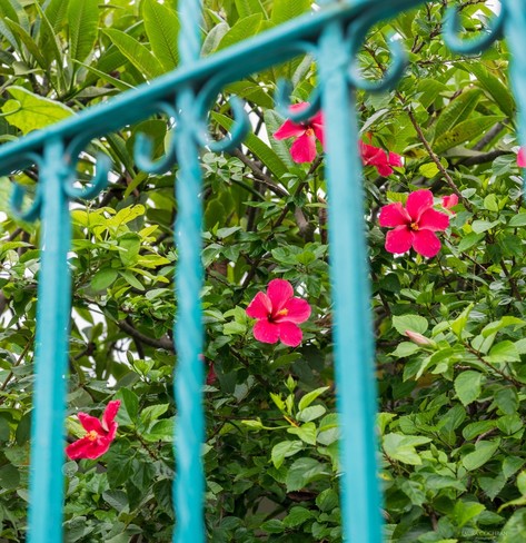 Hot pink hibiscus behind a teal fence.