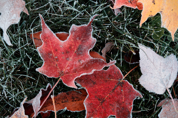 A flat lay style found still life of fallen leaves on green grass. The most prominent are red leaves from a sugar maple but there are a variety of other leaves visible. The edges of the leaves and grass are adorned with the tiny ice crystals of the year's first frost. (Taken 19 OCT 2022)