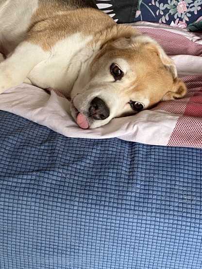 Close-up of a Beagle lying on their side. Their tongue is hanging out of their mouth.