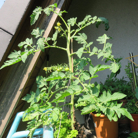Wild gewachsene Tomate im Petersilien-Blumenkasten. Bereits etwa 50 cm hoch.