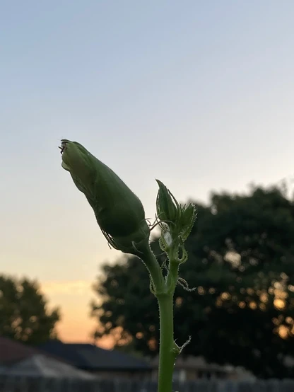 A dimly lit bud, waiting to bloom, on an okra plant in my backyard in the southern US. The faintest hint of sunrise in the background, hidden by a shaded canopy of trees.