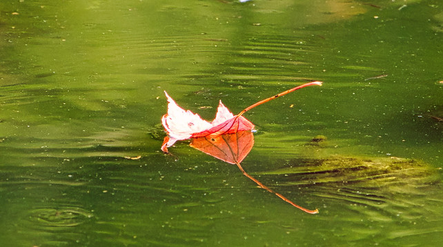 red maple leave floating a pond with wind ripples