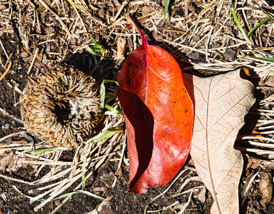 bright red black gum leaf flanked by burr oak acorn husk and leaf