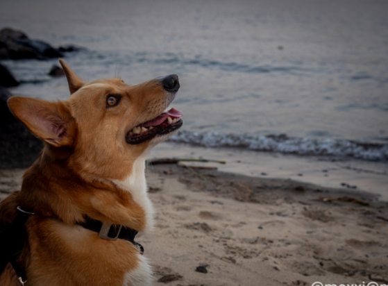 moxxi the corgi is once again at the beach. she's pictured from the shoulder up. she's staring up with a big smile.