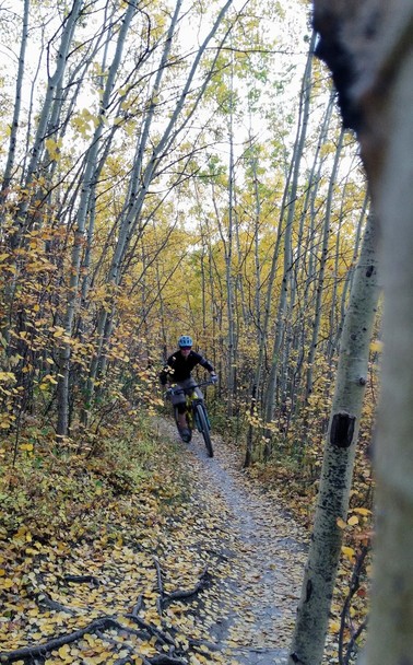Mountain biking at Fish Creek Provincial Park, Calgary with yellow leaves galore from aspen forest