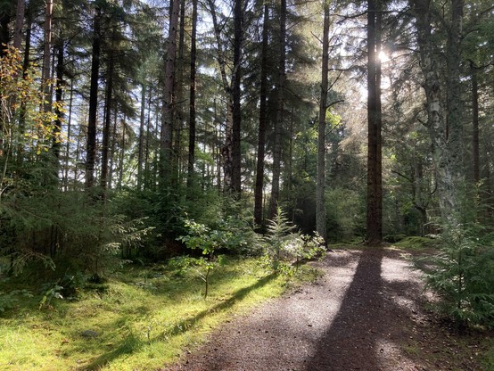 Photo of a path going through a forest. The sun is breaking through the branches and shining on some seedling trees.