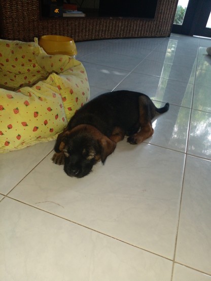 photo of cute black and brown puppy sleeping on white tile floor