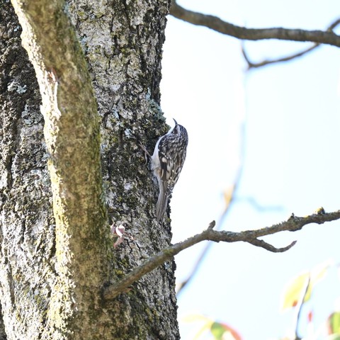 Brown Creeper bird climbing up a tree trunk