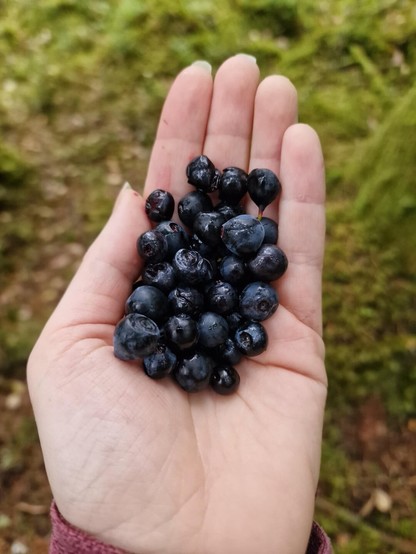 Is this blueberry right?