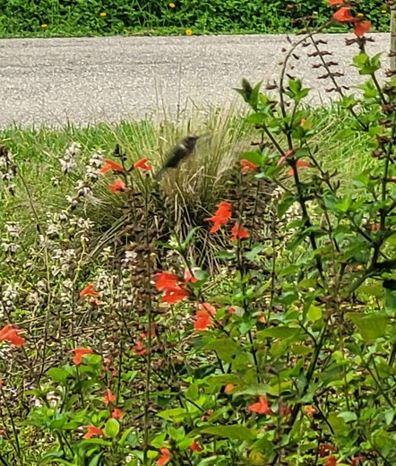 Photo of a blurry small bird hovering in front of a plant with bright red flowers.