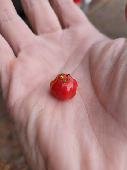 Uma pitanga, madura, vermelhinha, na palma de uma mão.

A red ripe pitanga (Brazilian cherry) on a palm.