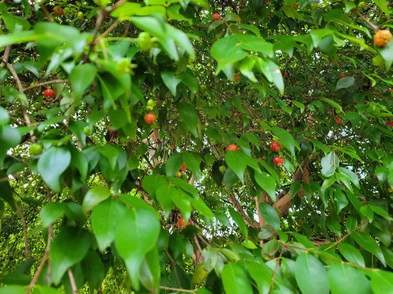 Detalhe de folhas verdes e frutos róseos da pitangueira