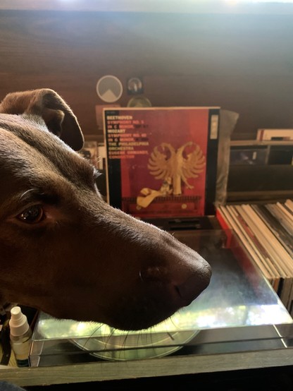 Coco photo bombs Beethoven on the turntable