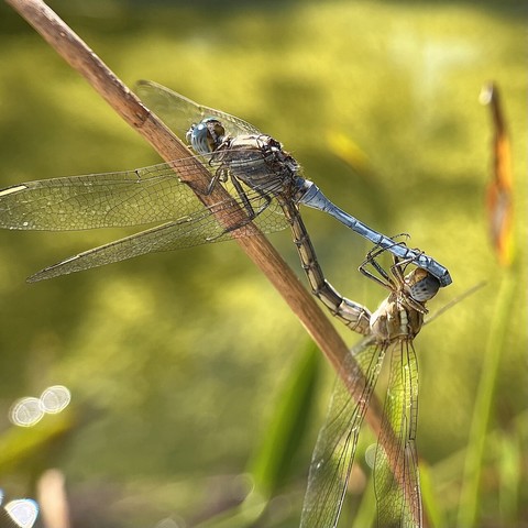 A pair of Orthetrum chrysostigma dragonflies mating by a pond in a curious posture.