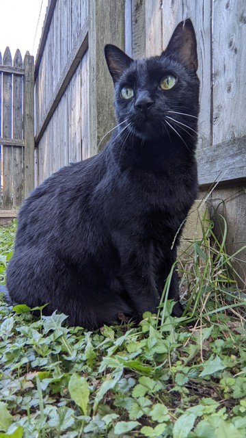 black cat sits in grass next to a fence