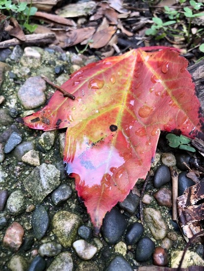 A fallen leaf on a pebbled paver. It is a primarily red maple leaf with a blush of yellow near the center and around the veins. It is holding a mini pool of water and has a few rain drops on it.