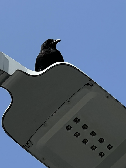 A crow sits on top of a streetlight in the afternoon, looking very happy with a recent compliment about its looks.