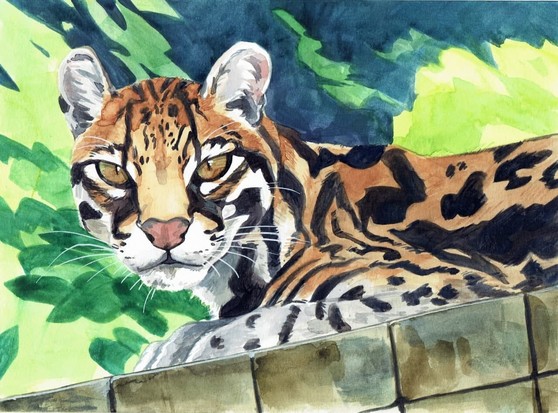 Half body of an ocelot looking at the viewer. They are laying on a brick wall. The background has different shades of green. Drawn with watercolour and gouache.