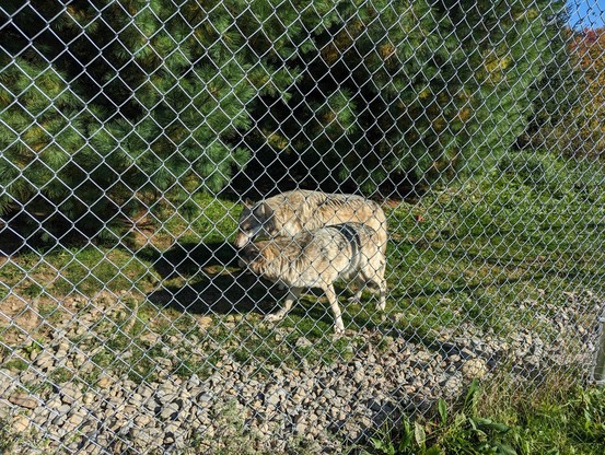 Two timber wolves standing next to each other behind a chain link fence. They are side by side, almost touching noses.