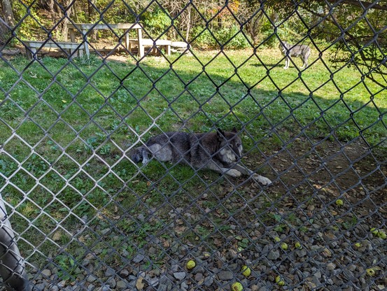 I mostly black wolf with gray legs, paws, and muzzle, laying on grass behind a chain link fence.